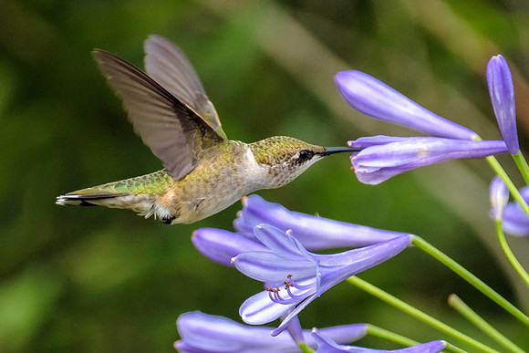 Female Ruby-Throated Hummingbird