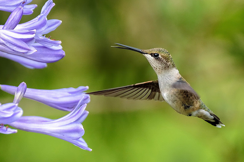 Female Ruby-Throated Hummingbird