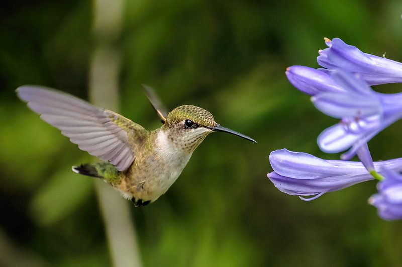 Female Ruby-Throated Hummingbird
