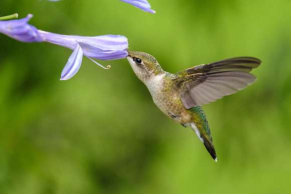Female Ruby-Throated Hummingbird