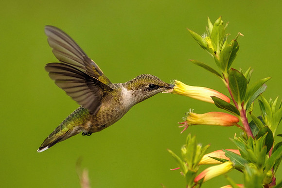 Wildlife Photographer Orange Beach Alabama