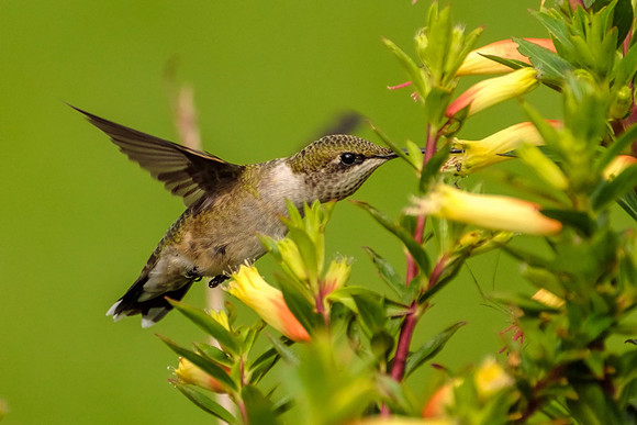 Female Ruby-Throated Hummingbird