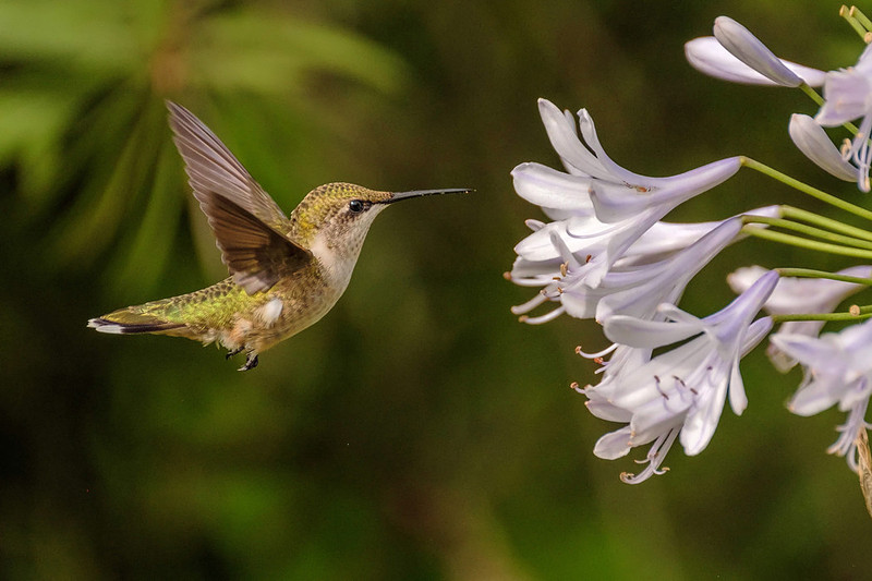 Female Ruby-Throated Hummingbird