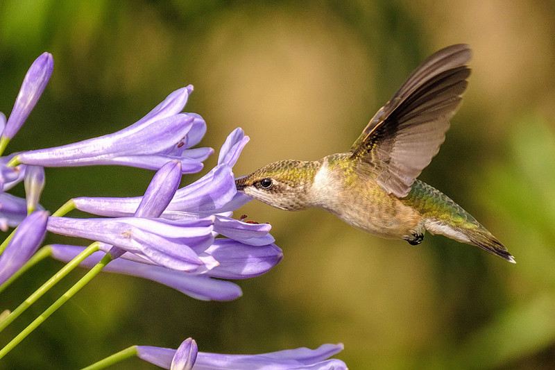 Female Ruby-Throated Hummingbird