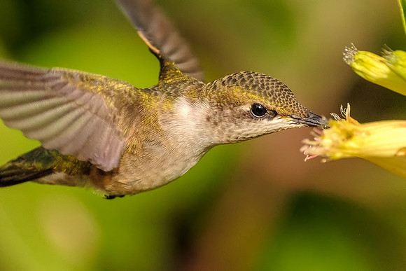Female Ruby-Throated Hummingbird