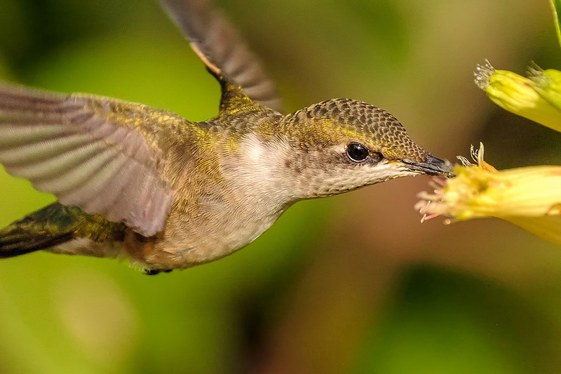 Female Ruby-Throated Hummingbird