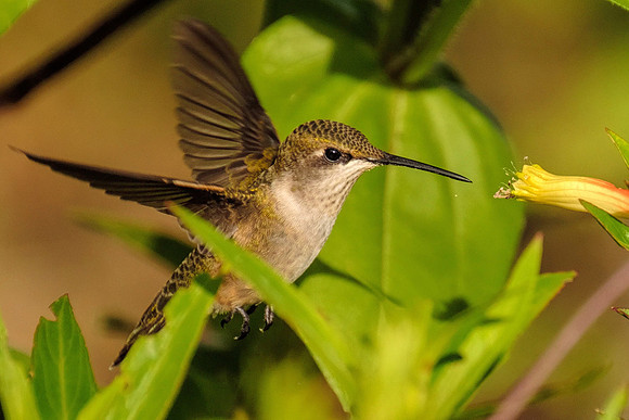 Female Ruby-Throated Hummingbird