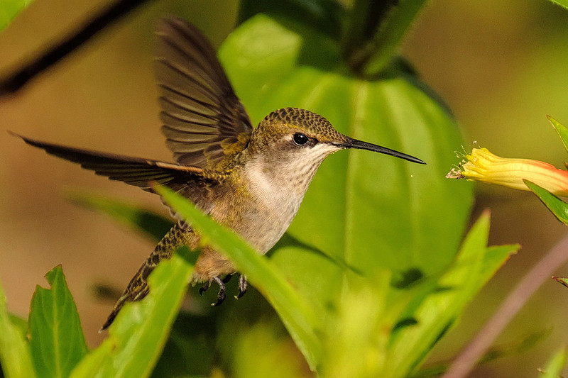 Female Ruby-Throated Hummingbird