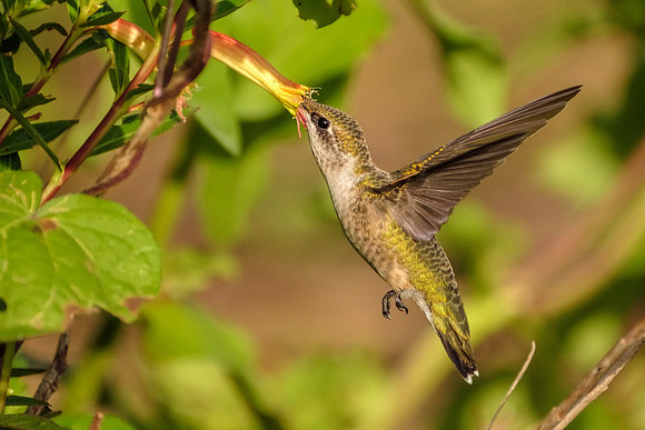 Female Ruby-Throated Hummingbird