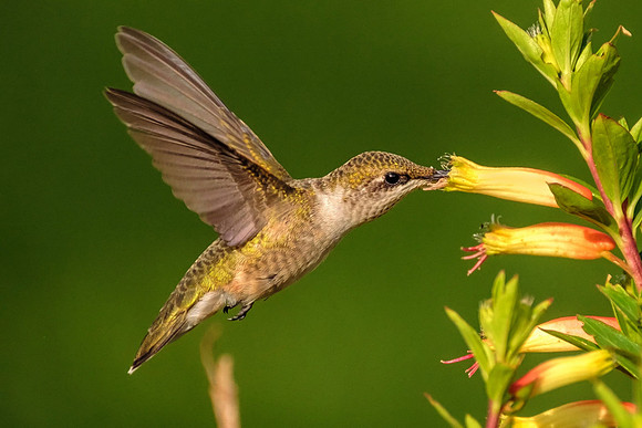 Female Ruby-Throated Hummingbird