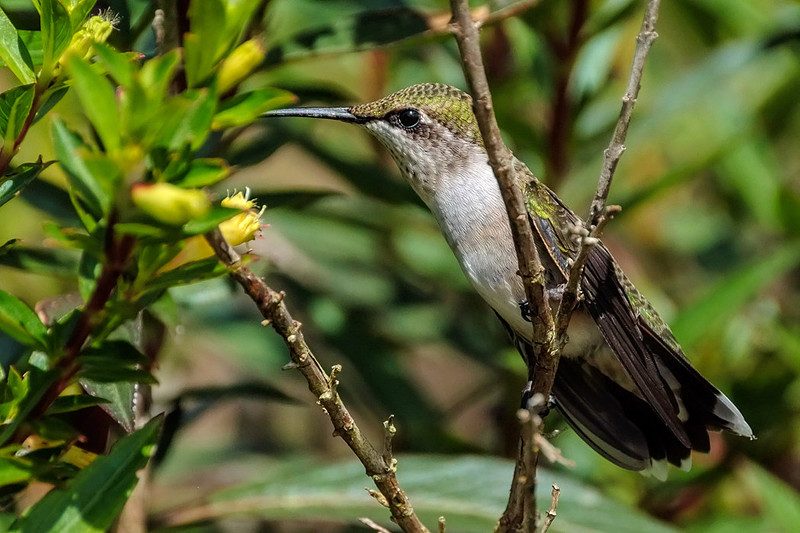 Gulf Shores Wildife Photographer