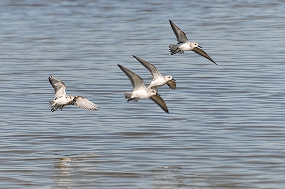 Sanderling in Flight