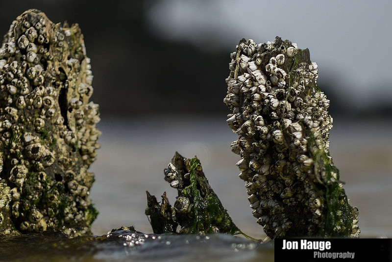 Gulf Shores Photography