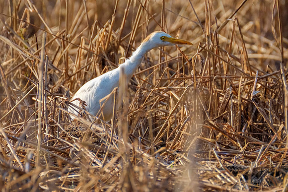 Cattle Egrets in Baldwin County