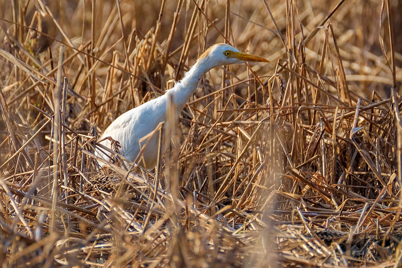 Cattle Egrets in Baldwin County