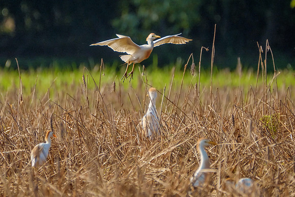 Cattle Egrets in Baldwin County