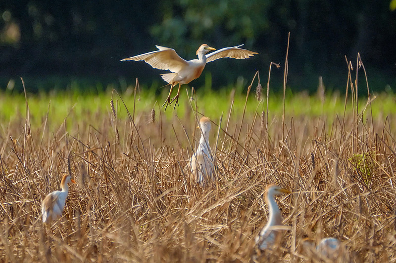 Cattle Egrets in Baldwin County