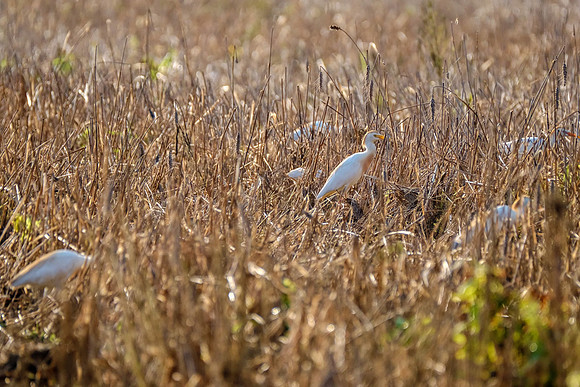 Wildlife Photographer in Baldwin County