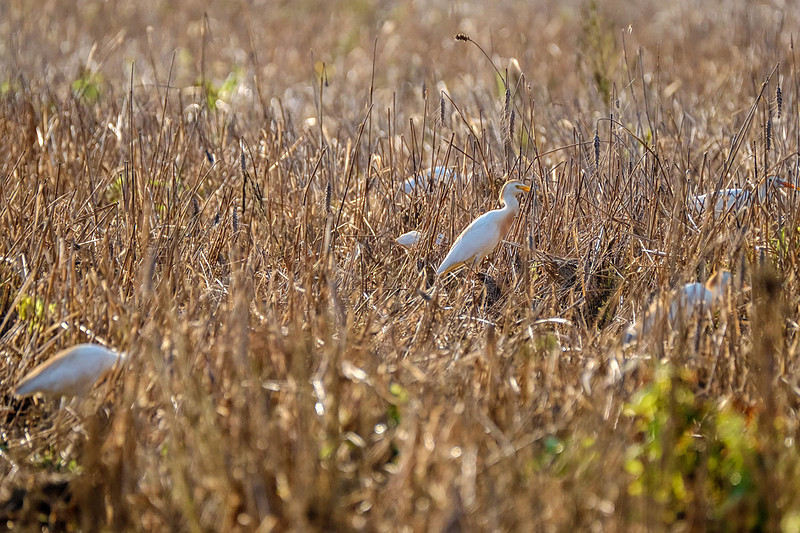 Wildlife Photographer in Baldwin County