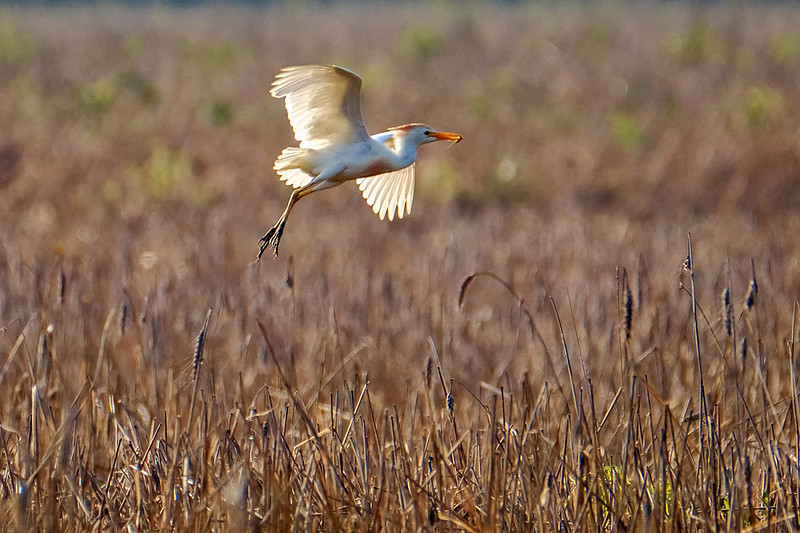 Cattle Egrets in Baldwin County