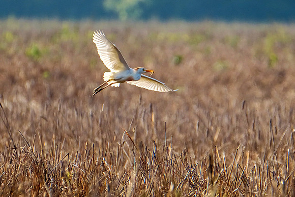Cattle Egrets in Baldwin County