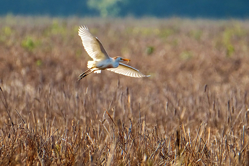 Cattle Egrets in Baldwin County