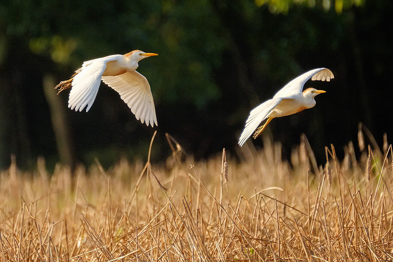 Cattle Egrets in Baldwin County