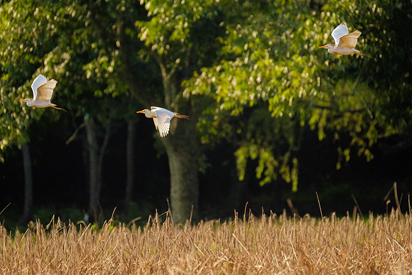 Cattle Egrets in Baldwin County