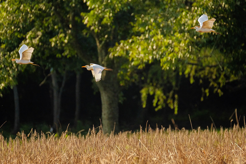 Cattle Egrets in Baldwin County