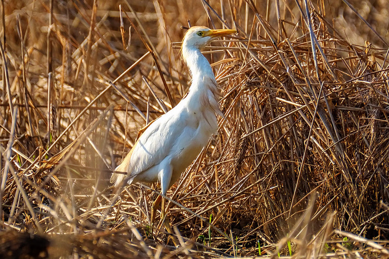 Cattle Egrets in Baldwin County