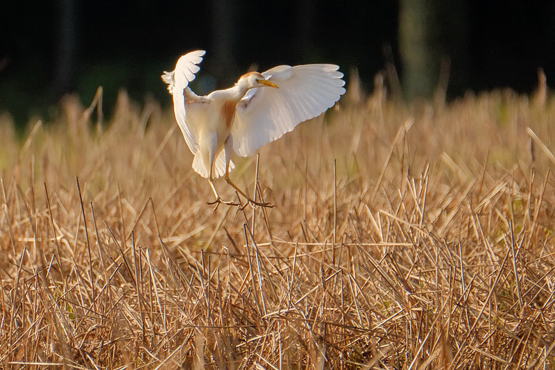 Photographer in Baldwin County