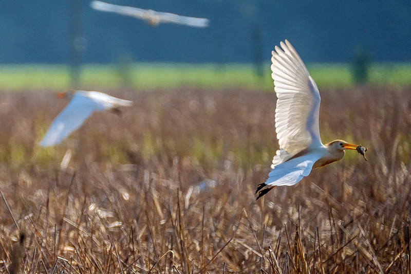 Cattle Egrets in Baldwin County