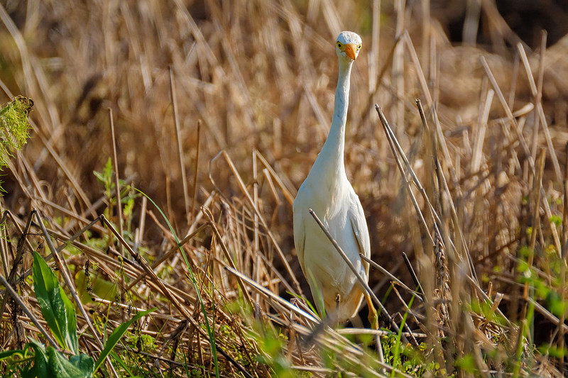 Cattle Egrets in Baldwin County