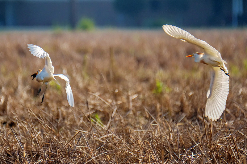Cattle Egrets in Baldwin County