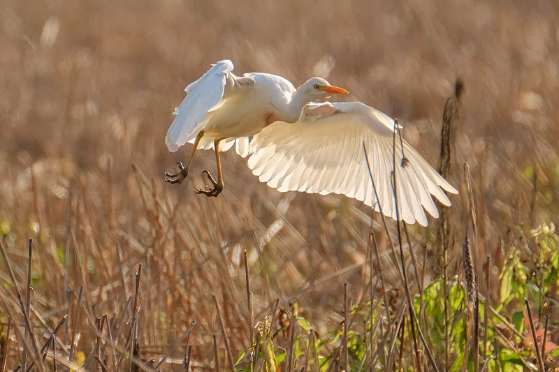 Cattle Egrets in Baldwin County