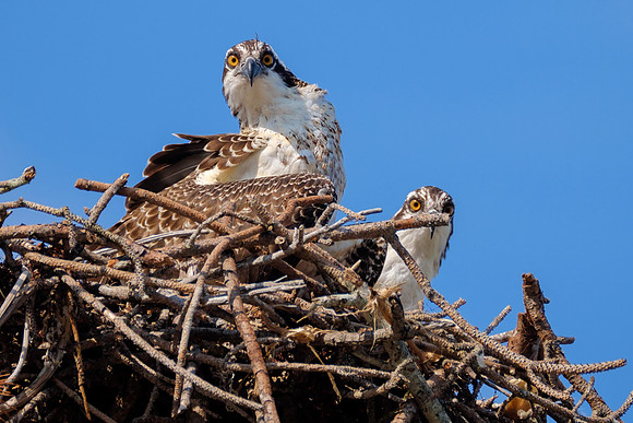 Juvenile Osprey at Fort Pickens