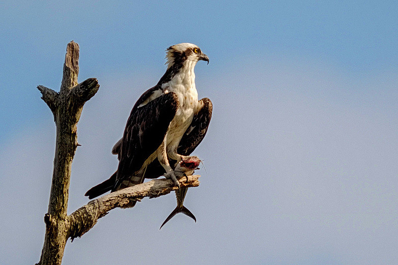 Osprey with Fish