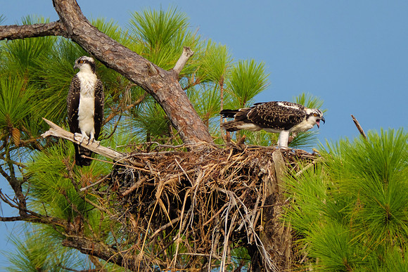 Nesting Osprey