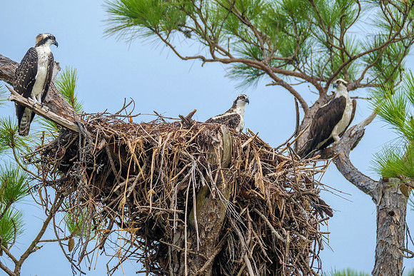 Nesting Osprey