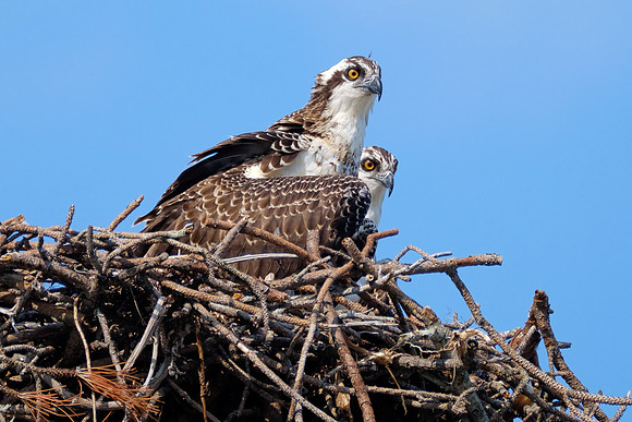 Juvenile Osprey