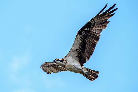 Juvenile Osprey