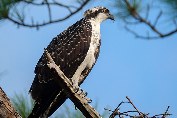 Juvenile Osprey