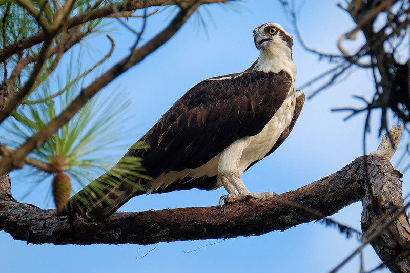 Adult Female Osprey