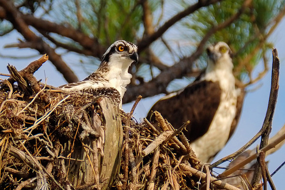 Juvenile Osprey