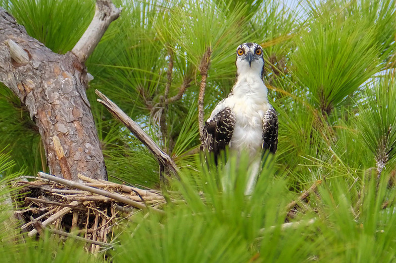 Juvenile Osprey