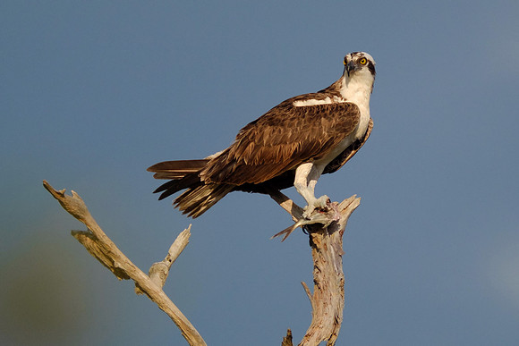 Osprey on the Gulf Coast
