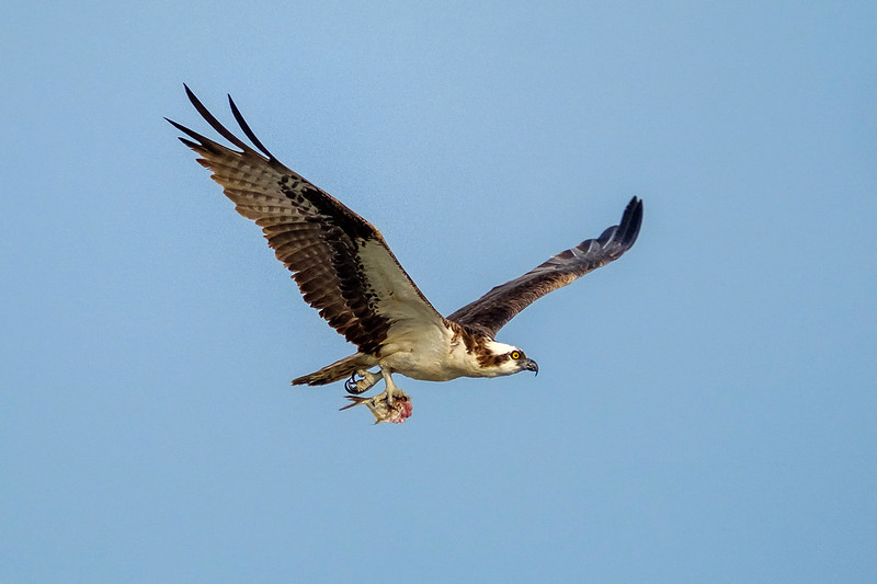 Osprey Fish Catch