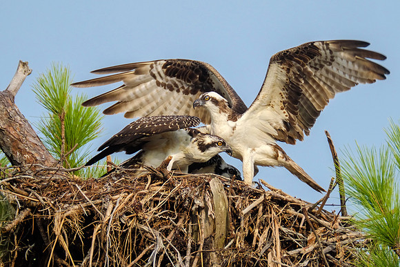Nesting Osprey