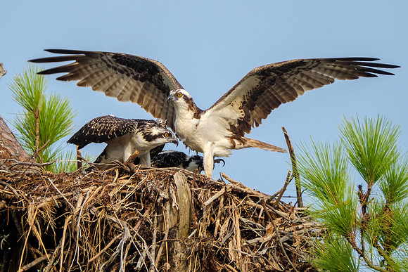 Juvenile Osprey