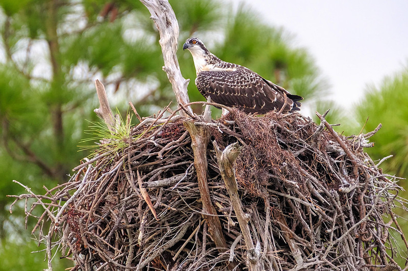 Juvenile Osprey